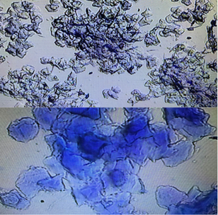 HOËK Canine Vaginal Cytology Test Kit