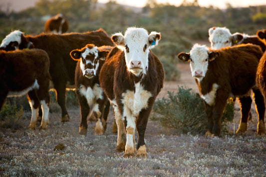 Hoëk Labs: Pioneering Bovine Semen Preservation for Sustainable Livestock Breeding