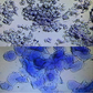 HOËK Canine Vaginal Cytology Test Kit